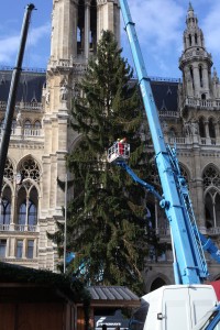 Weihnachtsbaum aus Niederösterreich ziert Wiener Rathausplatz