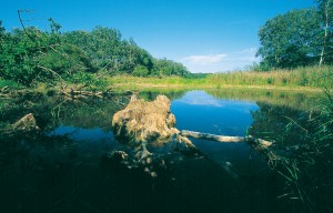 Forschungsabend für alle NaturfreundInnen im Nationalparkhaus in der Lobau