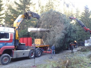 Der Weihnachtsbaum für Wien kommt aus Pfunds in Tirol. Am Samstag wurde die Fichte von den Facharbeitern der Agrargemeinschaft Pfunds gefällt und für den Transport nach Wien verladen.