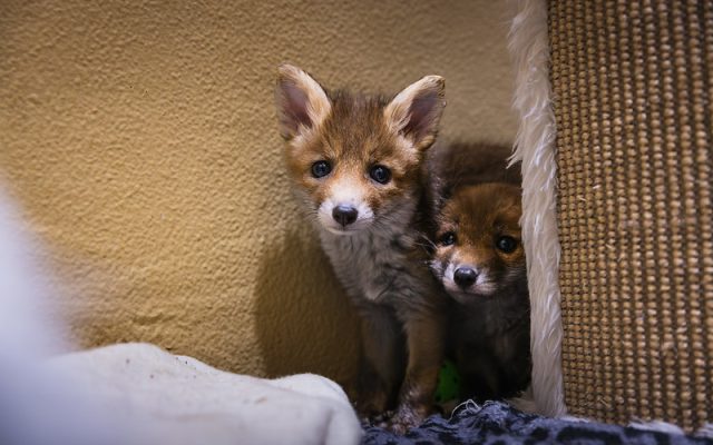 180 Jahre für die Tiere: Wie aus einem niederösterreichischen Verein Österreichs größte Tierschutzorganisation wurde