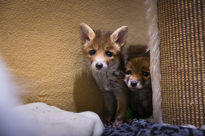 180 Jahre für die Tiere: Wie aus einem niederösterreichischen Verein Österreichs größte Tierschutzorganisation wurde